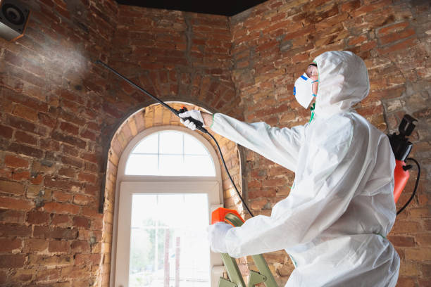 Best Mold Removal for HVAC Installations  in USA